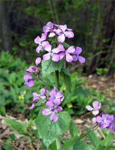   (Lunaria rediviva)