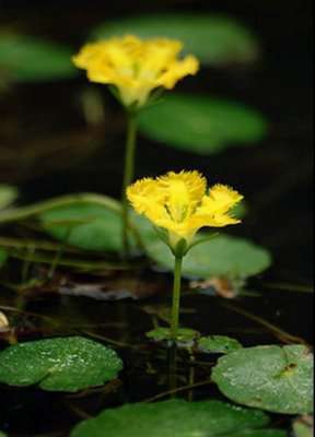   (Nymphoides peltata)