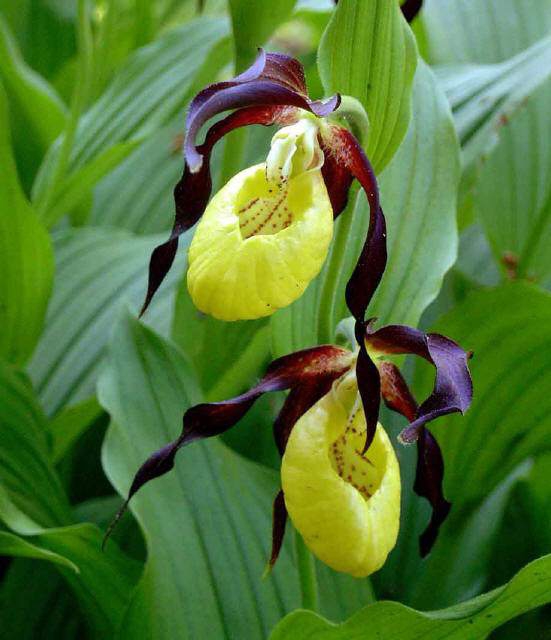   (Cypripedium calceolus)