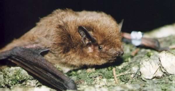   (Pipistrellus nathusii)