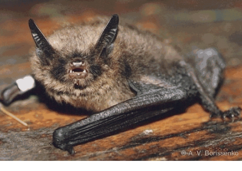   (Myotis brandti)