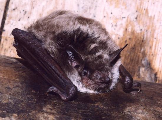   (Myotis dasycneme)