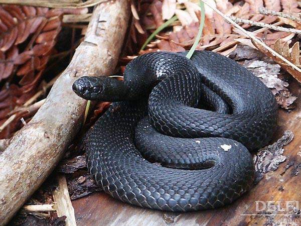   (Vipera berus)