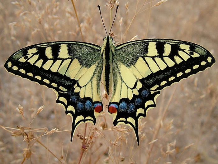  (Papilio machaon)