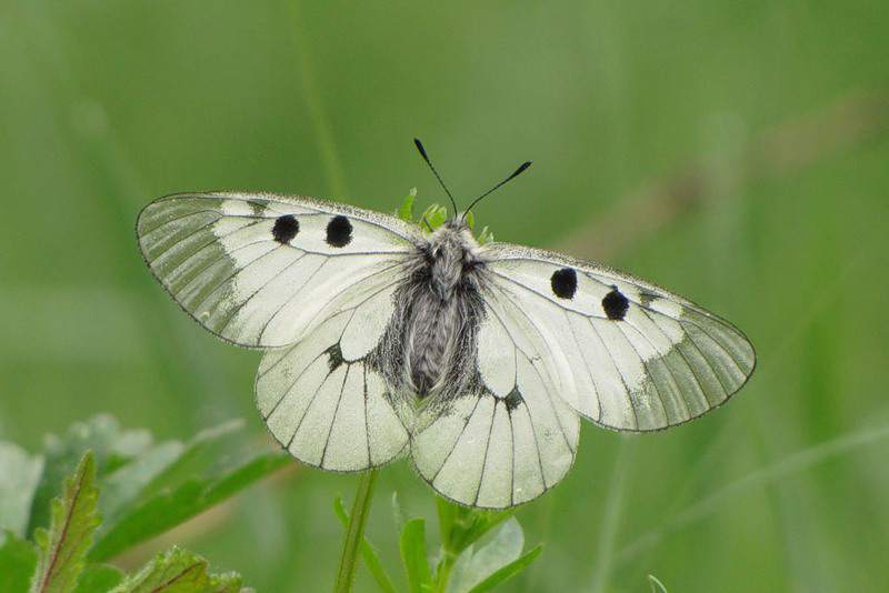  (Parnassius mnemosyne)