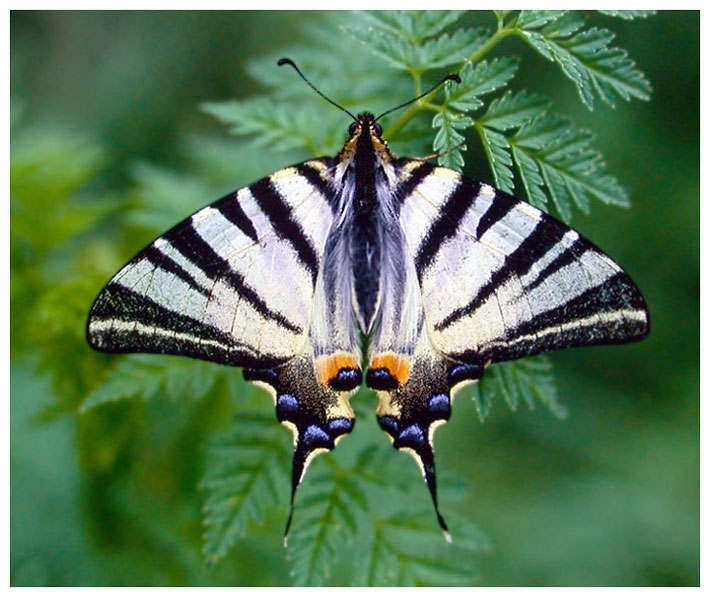 , (Iphiclides podalirius)