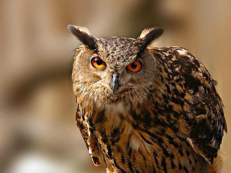  (Bubo bubo)