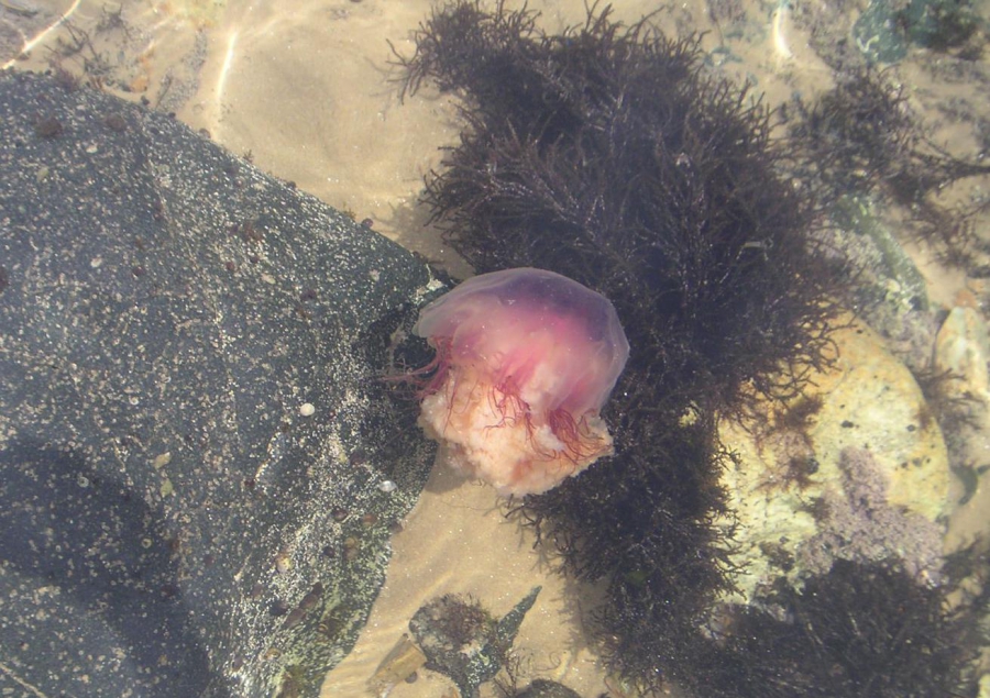 Медуза (вид сбоку)