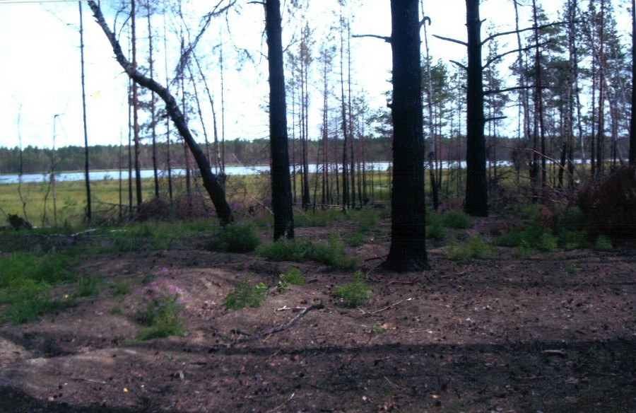 Вид на озеро Разодейское с сухой стоянки с северо-запада