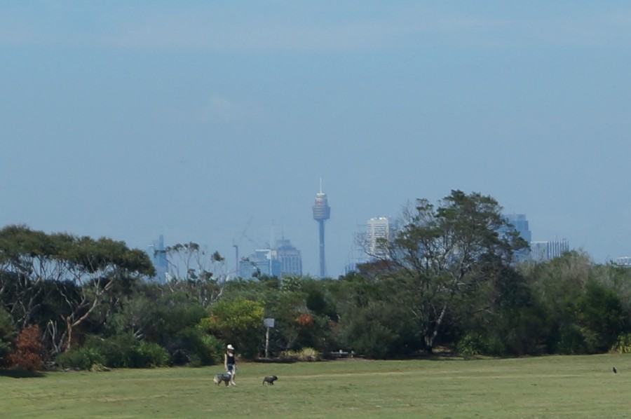 Пригород Сиднея, площадка для выгула собак. Вдали видна знаменитая Сиднейская телебашня
