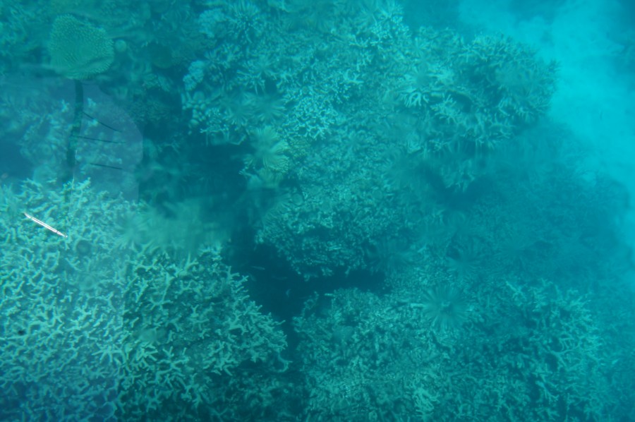 Большой барьерный риф с платформы со стеклянным дном, фото 5