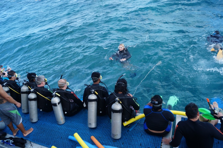 Экскурсия на Большой барьерный риф с погружениями с аквалангом, фото 3