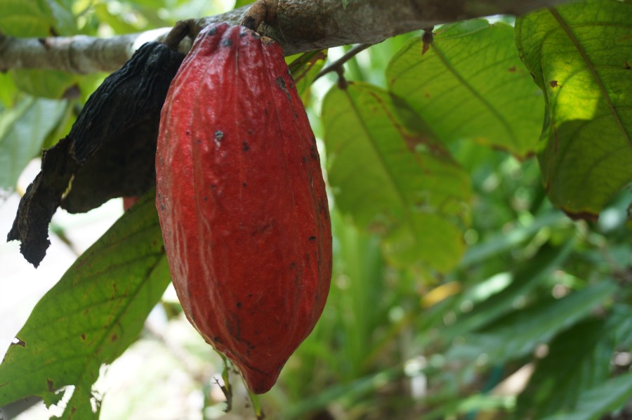 Плод какао-бобов
