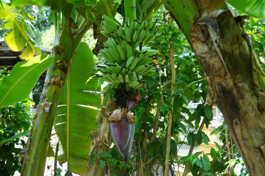 А вот так растут бананы