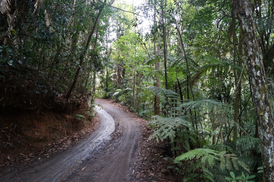 Дорога по тропическому лесу
