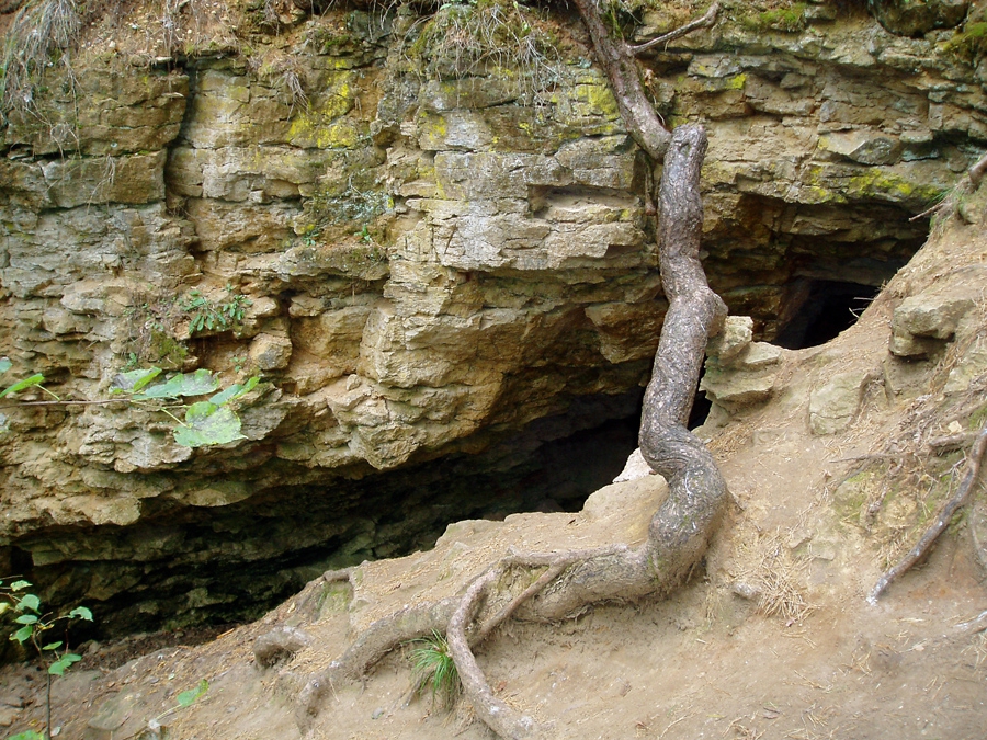 Живой охранник Ичалковской пещеры