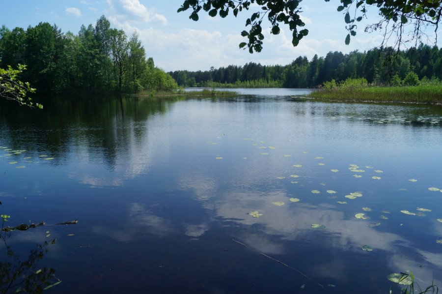 Озеро Подборное (Масленское). Вид с северо-запада