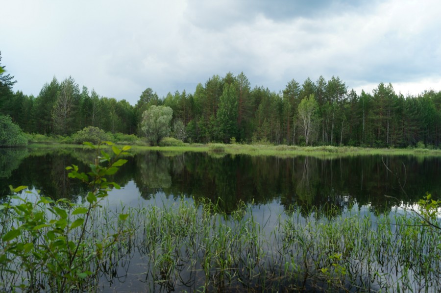 Небольшое озерцо к северу-западу от озера Травное (Чистое)