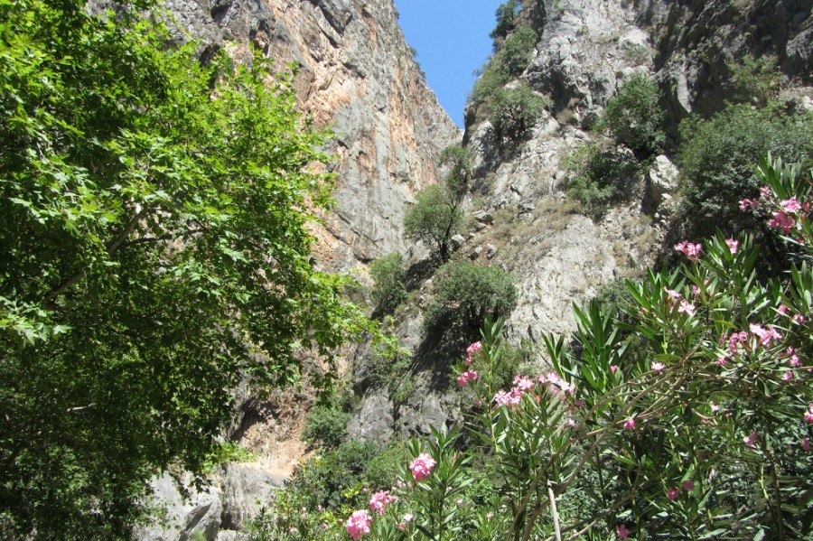 Растительность в начале каньона