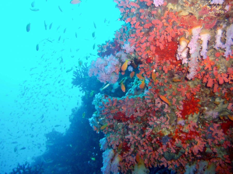 Подводный мир Индийского океана. Фото 24