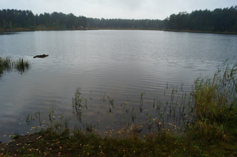 Озеро Родионово, Сосновский район. Фото с восточного берега