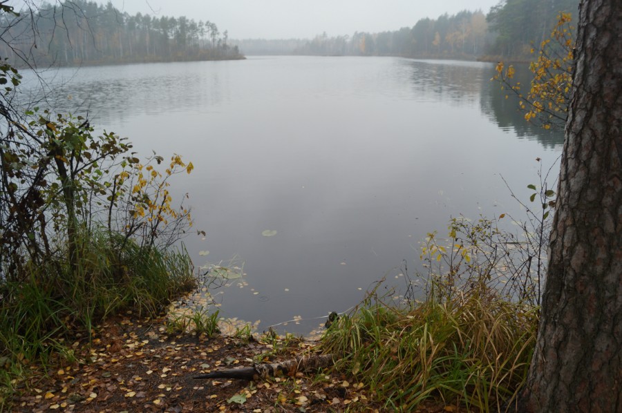 Озеро Нуксенское (Мухтоловские озера). Фото 6