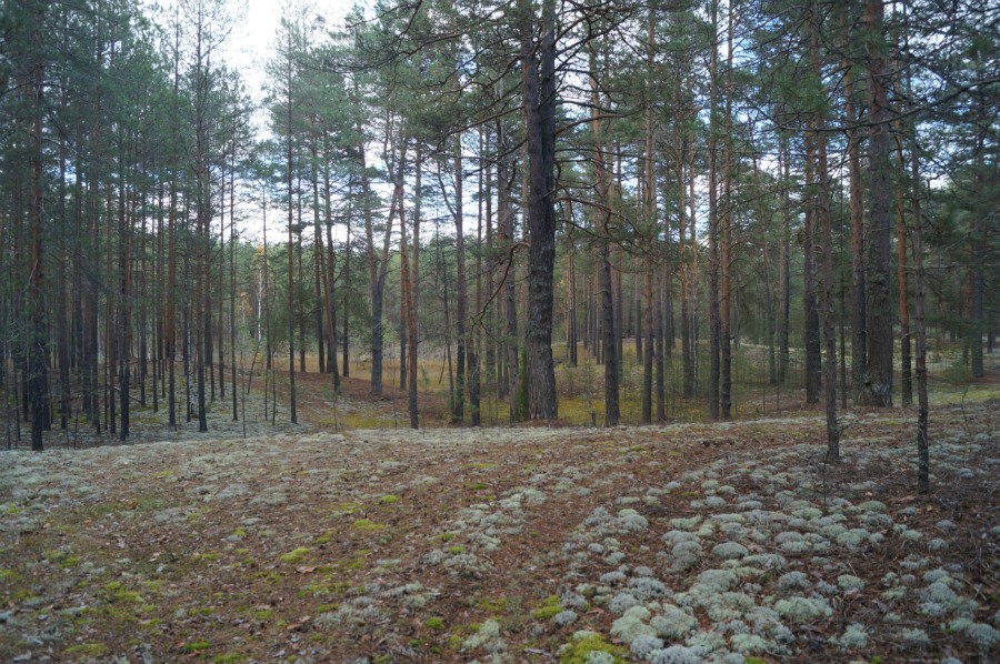 Сказочный осенний лес по дороге к озеру Родионово. Фото 3