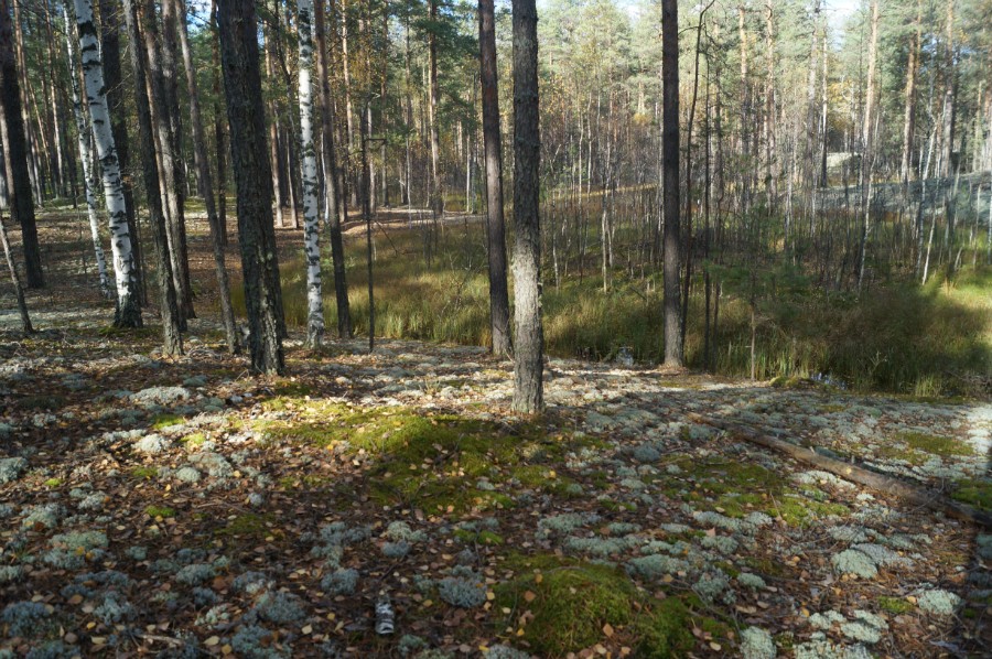 Сказочный осенний лес по дороге к озеру Родионово. Фото 8