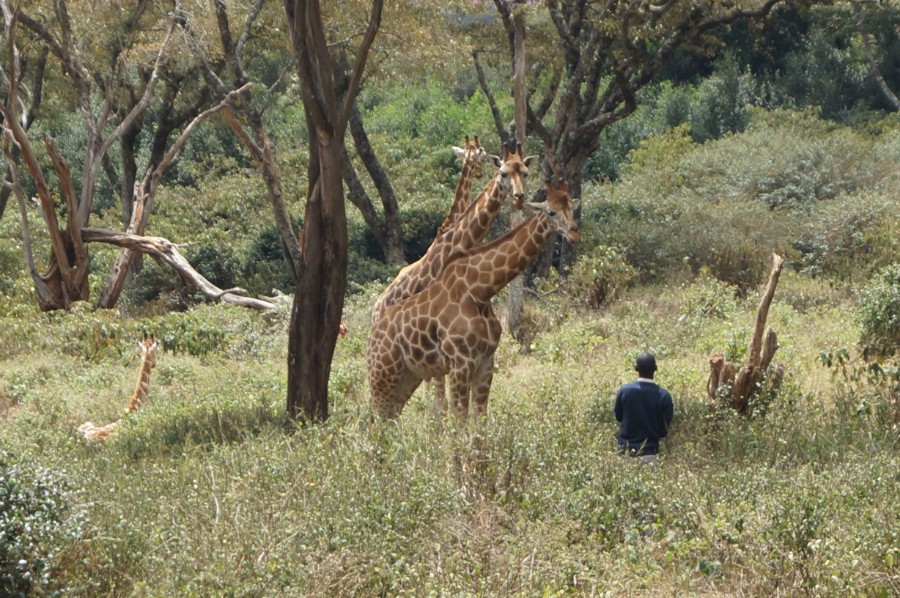   (Giraffe Centre).  