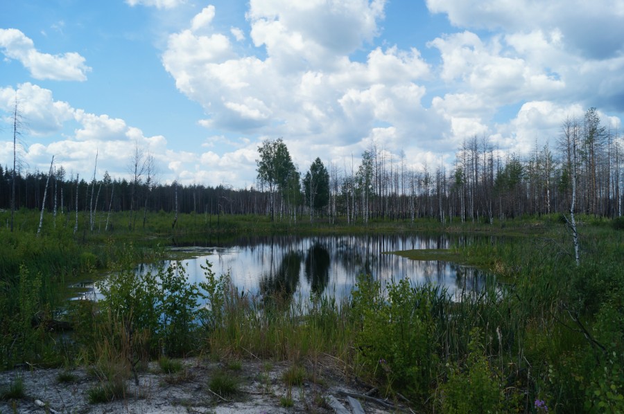 Маленькое озерцо Сухоблюдное. Его вода помогала в 2010 г. тушить лесные пожары