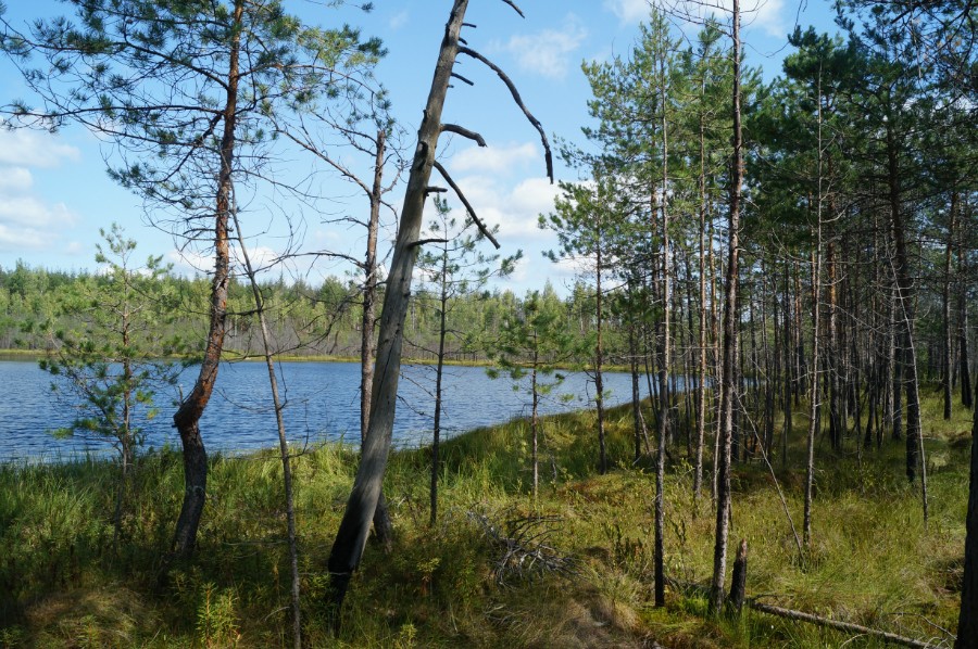 Озеро Волково, Навашинский район. Живописное озерцо в окружении клюквенного болота. Фото 2