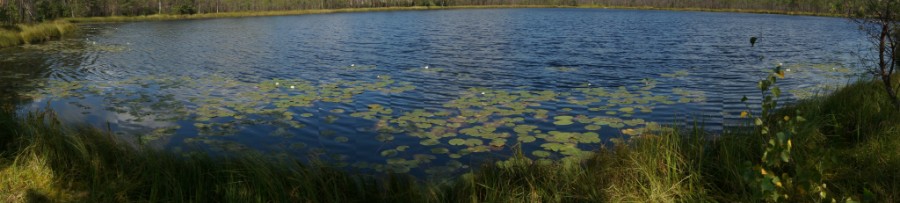 Панорама озера Волково. Для просмотра нажать на лупу