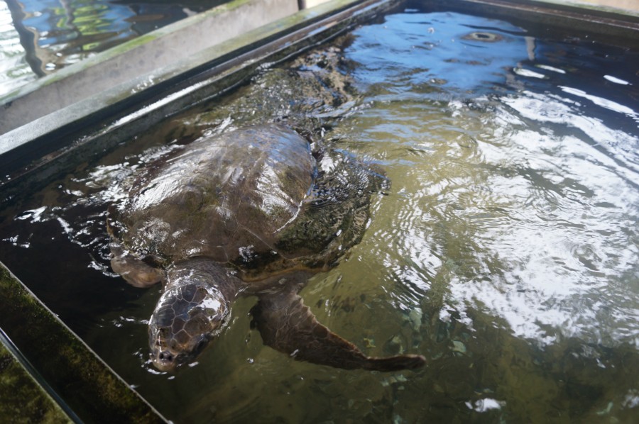   "Sea Turtle Farm & Hatchery".  3