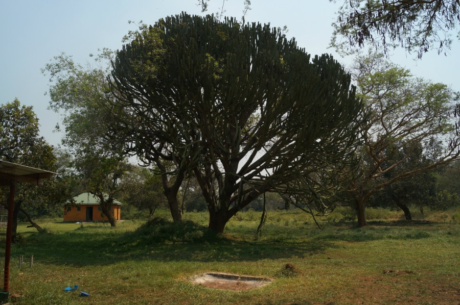 Euphorbia Tree.   ?