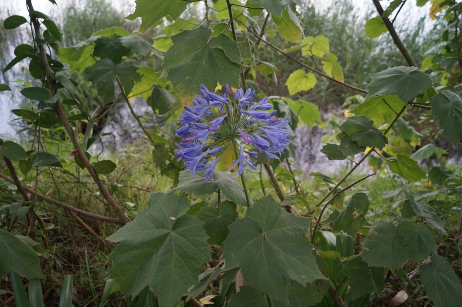 Синенький цветочек
