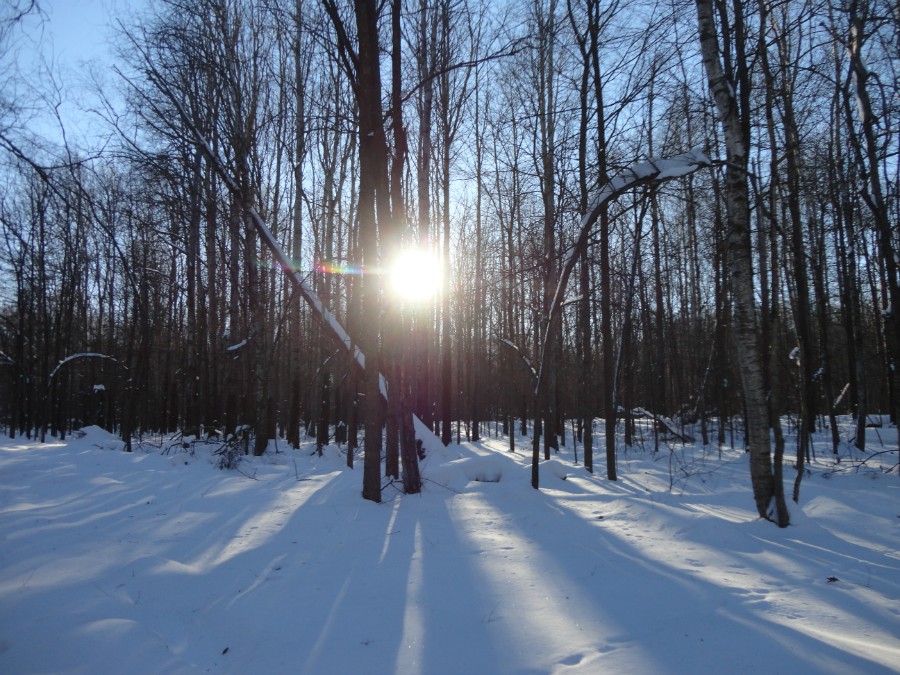 Солнце в лесу