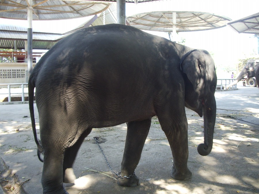 Тайский слоник