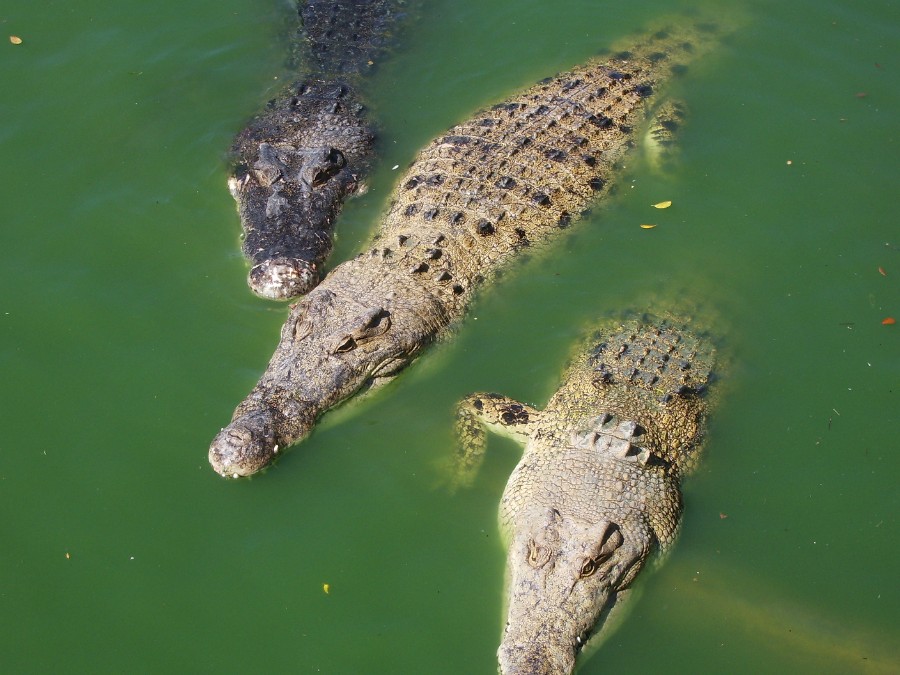 Крокодильчики