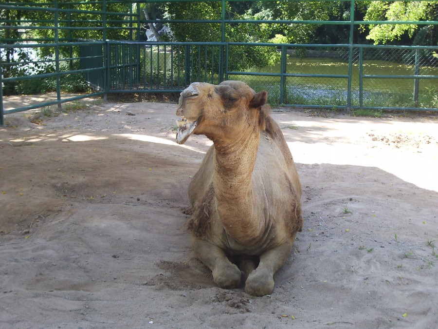 Сиамский верблюд