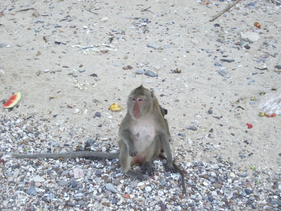 Жительница острова обезьян
