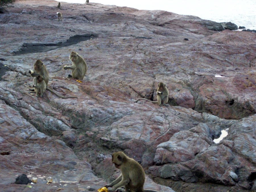 На острове обезьян