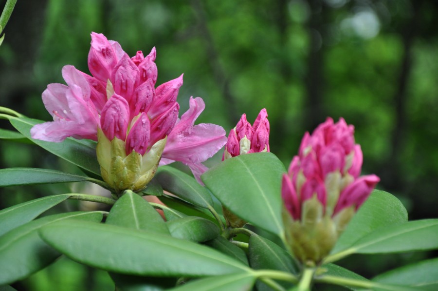 Рододендрон Смирнова (Rhododendron Smirnovii)