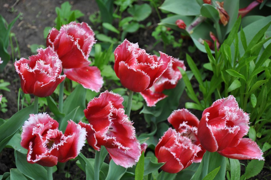Тюльпаны. Фото 2