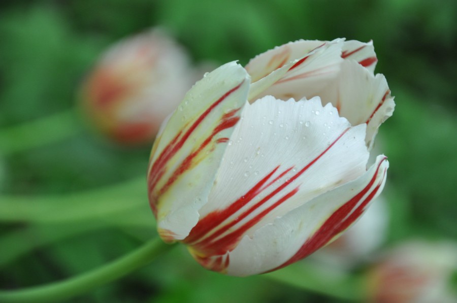 Тюльпаны. Фото 9