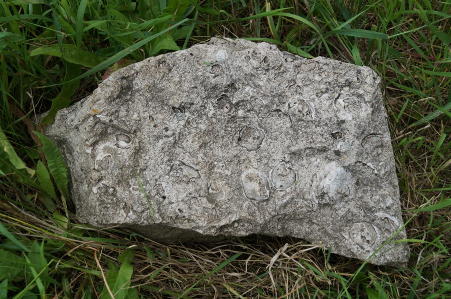 Камень ракушечник у Каменного урочища