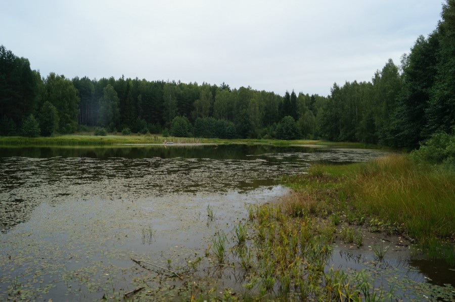 Озеро Светлое у села Венец (Сосновский район), фото 2