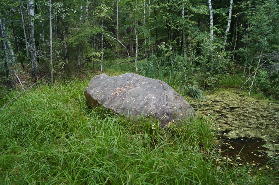 Камень Вергар окопан древними поклонниками. Видны земляные валы и образовавшееся в яме болотце