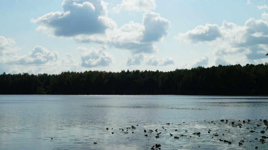 Болотное озеро Невское
