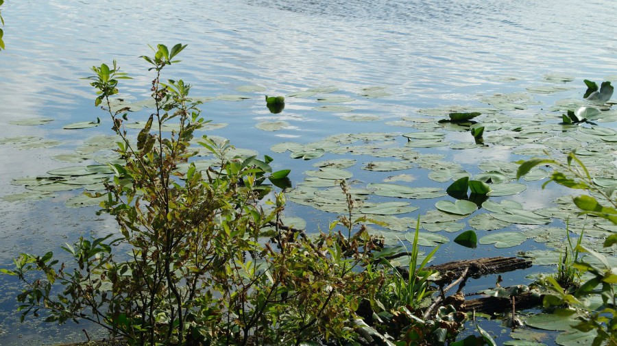 Болотные берега озера Невское