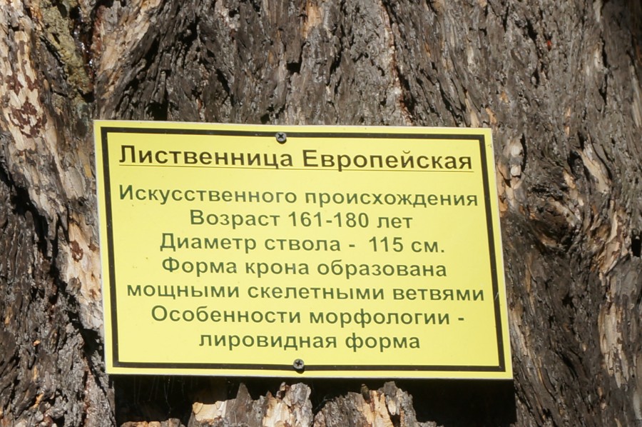 Лиственница в парке Баташевых